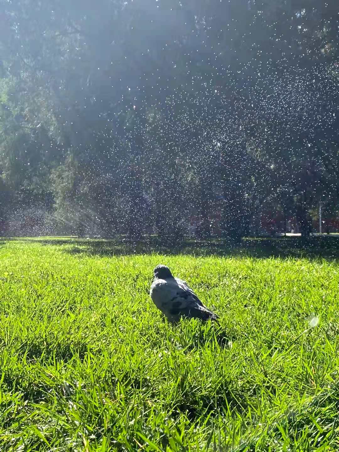 1606649476911023789.jpeg WechatIMG558.jpeg